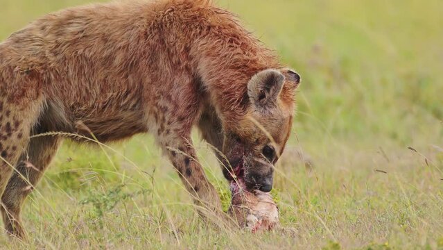 Scavenger Hyena feeding on the bones of animal prey, ripping meat and fur from carcus in close up of African Wildlife in Maasai Mara National Reserve, Kenya
