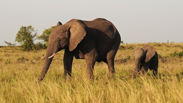 Baby Elephant and Protective Mother Trumpeting with Trunk in the Air, African Wildlife Animals in Masai Mara, Africa, Kenya, Steadicam Gimbal Tracking Following Shot