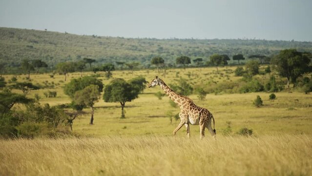 African Wildlife giraffe in Maasai Mara National Reserve walking across the lush wide open plains in Kenya, Africa Safari trip in Masai Mara North Conservancy