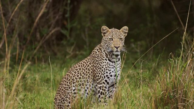 Slow Motion Shot of Powerful leopard with beautiful markings and spots sitting peacefully in tall grass wilderness watching grasslands, African Wildlife in Maasai Mara, Kenya, Africa Safari Animals