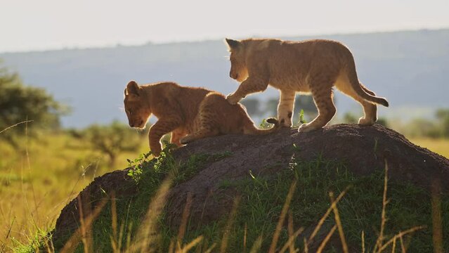 Slow Motion of Cute Baby Safari Animals, Lion Cubs Playing in Masai Mara, Kenya, Africa, Two Young Funny Adorable Playful Babies in Maasai Mara in Kenya on African Wildlife Safari