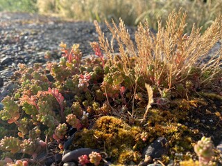 Moss and flowers growing on the top of a stone.