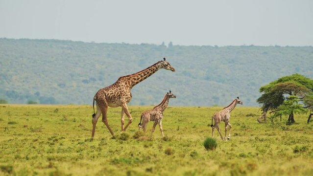 Slow Motion Shot of Giraffe and cute baby with mother walking together in African Wildlife in Maasai Mara National Reserve, Kenya, Africa Safari Animals in Masai Mara North Conservancy