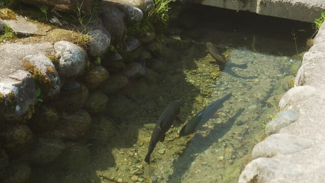 Karp Fish Seen In Narrow Waterway With Clean Flowing Water Beside Empty Road In Shirakawago