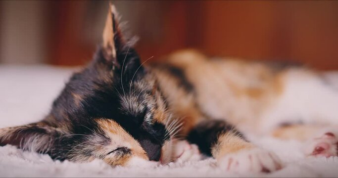 calico kitten sleeps and awakens on a bed close shot