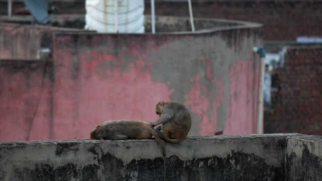 Adorable Macaque monkey reclines on concrete wall as mate grooms her