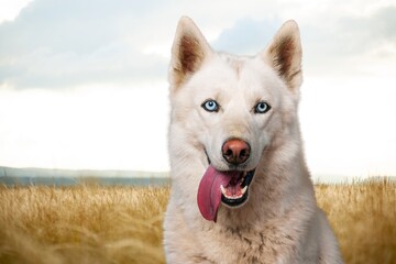 Portrait of a young smart dog at the wheat field