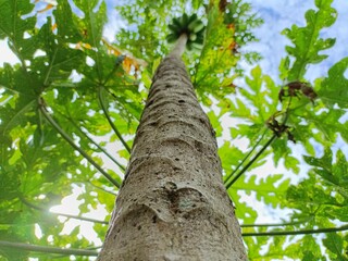 Fototapeta premium A low-angled shot of papaya tree
