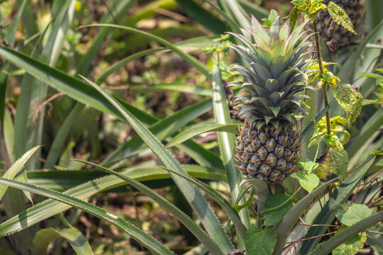Close up of pineapple fruit grow in plantation field. Pineapples are tropical fruits that are rich in vitamins, enzymes and antioxidants. They may help boost the immune system.