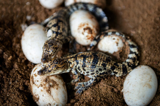 Two little baby crocodiles are hatching from eggs with heart shape