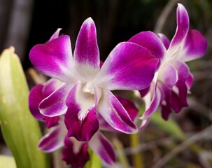 beautiful orchid flower in the garden