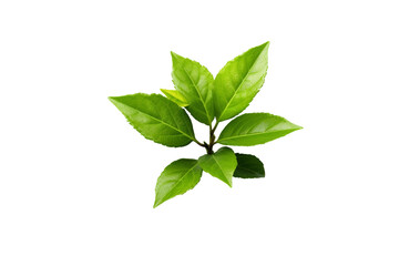 Green tea leaves. isolated object, transparent background