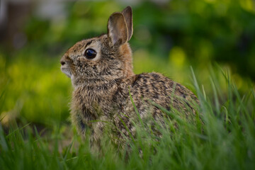 Bunny