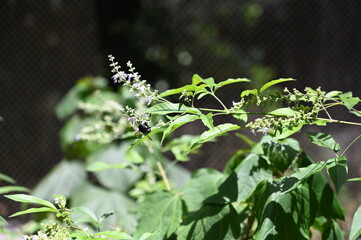 Bee on a bush