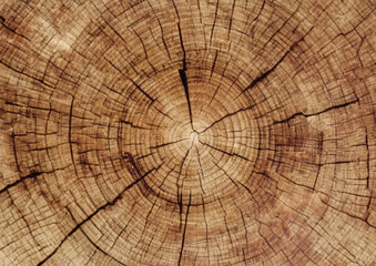 section of the trunk  tree texture vector wallpaper
