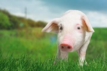 Obraz premium Small cute pink pig on the outdoor