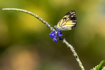 Ein African common White Schmetterling in der Seitenansicht an einer Blüte sitzend