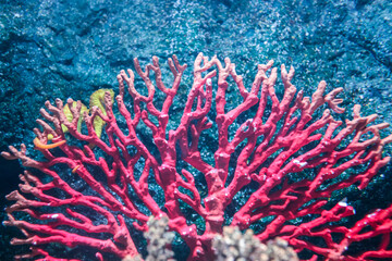 Naklejka na ściany i meble colorful coral