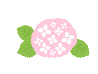 かわいいピンク色のアジサイ/手書きイラスト素材