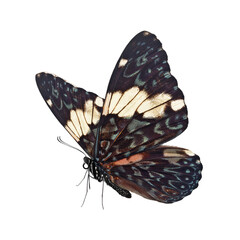 Beautiful butterfly isolated on white background.