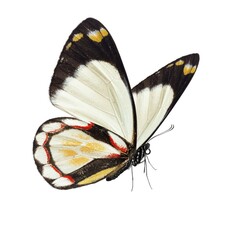 Beautiful butterfly isolated on white background. - 624998835