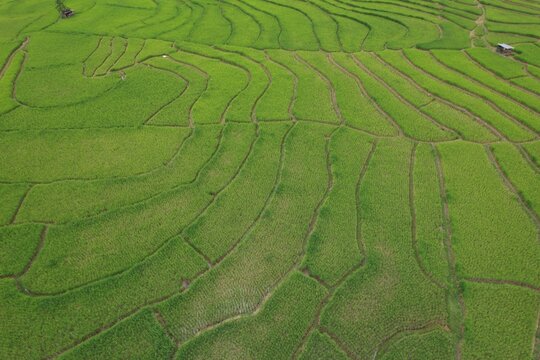 Beautiful Green Landscape View Of Rice Terraces.