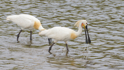 Eurasian spoonbill