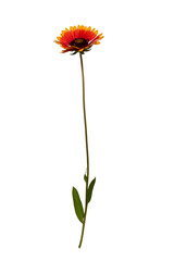 One Gaillardia pulchella flower on transparent background, vivid red-yellow flower.