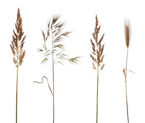 Obraz premium Botanical Collection. Set of dry wild grasses (spikelets) isolated on transparent background
