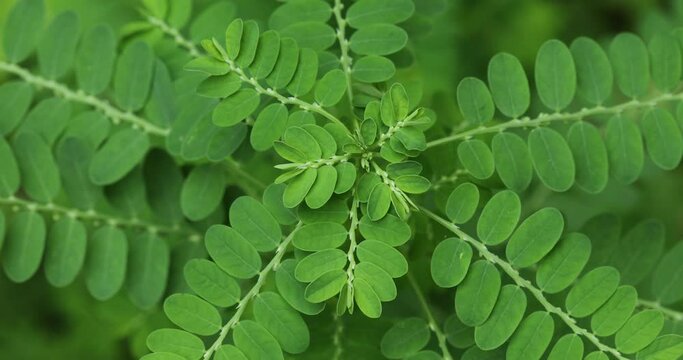 Phyllanthus niruri plant closeup. Gale of the wind. Seed under leaf. Stonebreaker. 