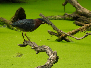 Green Heron Stands on a Fallen Tree Branch Hunting a Duckweed Filled Pond
