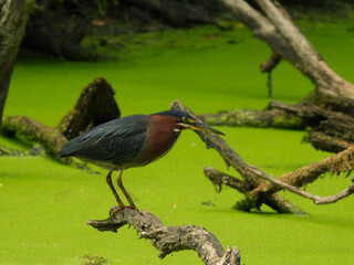 Green Heron Stands on a Fallen Tree Branch Hunting a Duckweed Filled Pond