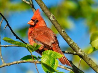 Red Northern Cardinal Bird Perched on a Tree Branch Closeup Macro Showing Red Feathers in Summer Sunshine with Blue Sky and Green Leaves