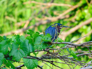 Green Heron Perched on a Tree Branch 