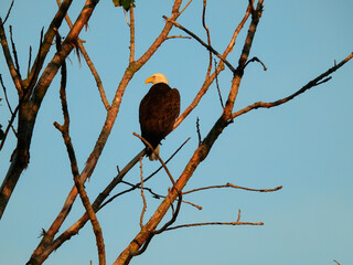American Bald Eagle Perched in a Dead Tree in the Morning Sun