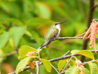 Ruby Throated Hummingbird Sitting on Tree Branch Pointing Beak Up