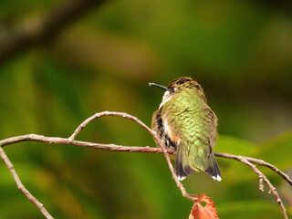Fluffed Out Ruby Throated Hummingbird Sitting on Tree Branch 
