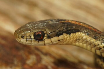 Closeup on a juvenile Northwestern Gartersnake, Thamnophis ordinoides, sitting on wood in Southern Oregon