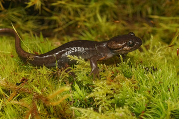 Closeup on a juvenile Nnorthwestern salamander , Ambystoma gracile posed on green moss