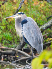 Blue Heron Perched Among Fallen Branches with Fall Foliage in Background