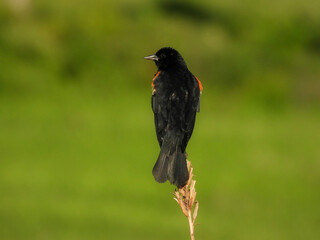 Red Winged Blackbird Male Perched on a Wildflower Stem