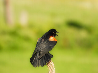 Red Winged Blackbird Male Perched and Calling on a Wildflower Stem