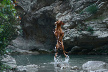 Naklejka na ściany i meble dog plays with water, jumps. Active Hungarian Vizsla in nature against the backdrop of rocks