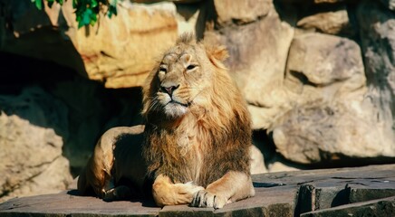 Naklejka premium Wild lion strolling through nature during the day