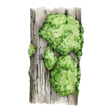Tree trunk with green moss on it. Watercolor illustration. Hand drawn wooden part with bark and greenery. natural tree element with mossy bark. Timber part isolated on white background