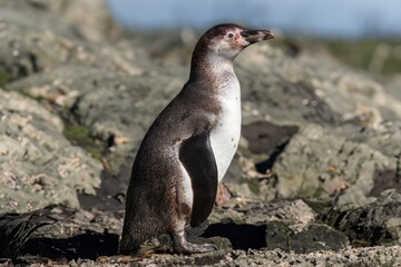 wild penguin outdoors during the day.