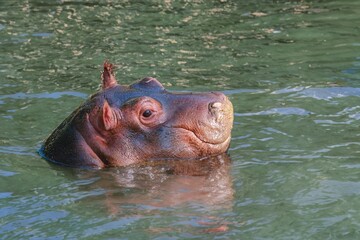 Fototapeta premium hippo's head submerged underwater in the wilderness.