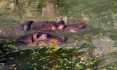 Fototapeta premium hippo's head submerged underwater in the wilderness.