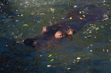 hippo's head submerged underwater in the wilderness.