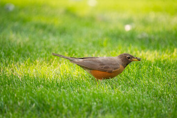 American Robin Bird with Grub in its Beak in the Grass